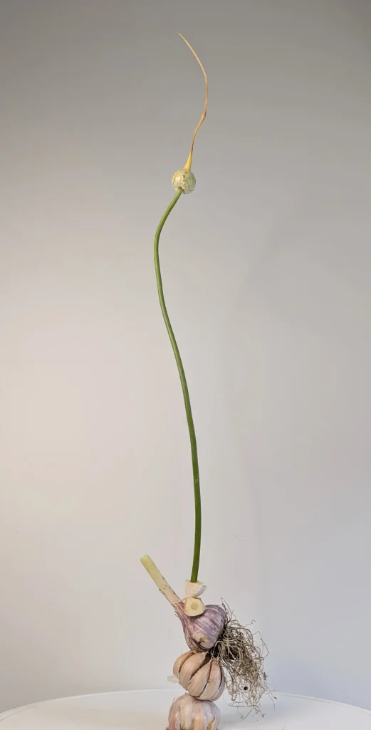 Sculpture from garlic plant